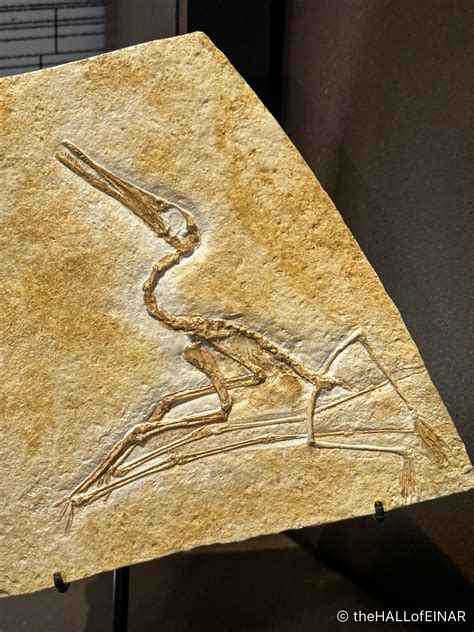 archaeopteryx golf